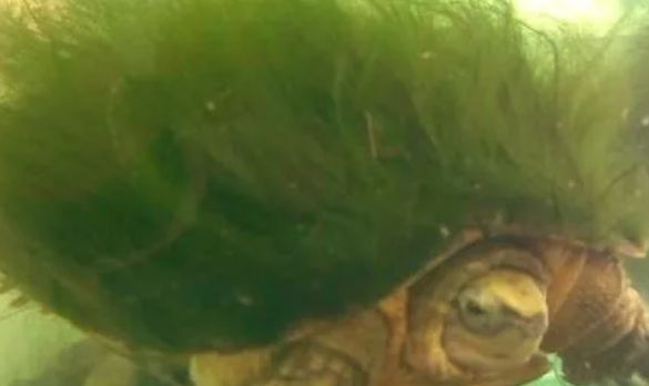 惊艳的观赏龟——绿毛龟
