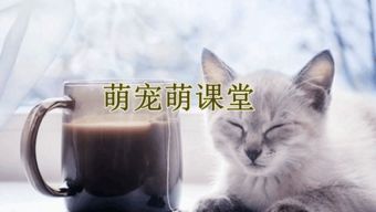 教如何养幼猫的书籍有哪些，养猫咪教程