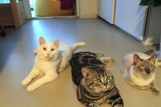 猫咪体重20斤，是胖了还是正常？