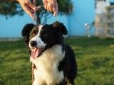 青岛训犬找政嘉训犬 诚信保障 训犬上门训练 客户至上，省心安心