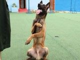 服务一流,认真细致 宠物训练学校 宠物行为纠正