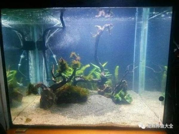 底滤仓快排解决方法_鱼缸水流死角处理技巧_鱼缸跌酸原因分析