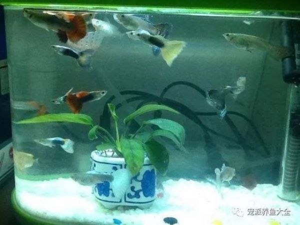 底滤仓快排解决方法_鱼缸水流死角处理技巧_鱼缸跌酸原因分析