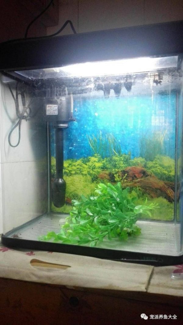 底滤仓快排解决方法_鱼缸水流死角处理技巧_鱼缸跌酸原因分析