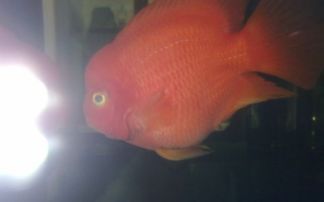 鹦鹉鱼食欲不振?专家教你如何激发食欲,轻松解决!