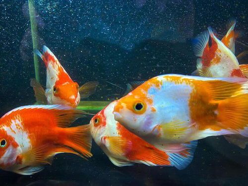 鹦鹉鱼食欲不振?专家教你如何激发食欲,轻松解决!