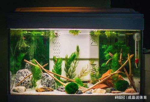 养迷你鹦鹉鱼需高效过滤器，选适大小水质过滤。