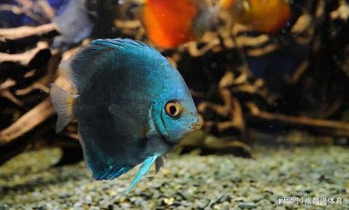 养迷你鹦鹉鱼需高效过滤器，选适大小水质过滤。