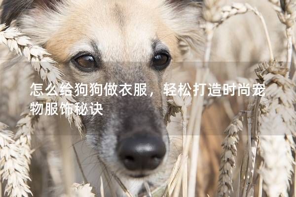 怎么给狗狗做衣服，轻松打造时尚宠物服饰秘诀