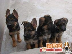 德牧幼犬细小防治，宠物健康指南