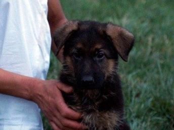 德牧幼犬细小防治，宠物健康指南