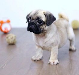 鉴定八哥幼犬纯度，宠物选购指南