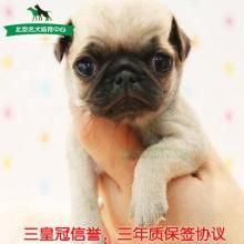 鉴定八哥幼犬纯度，宠物选购指南