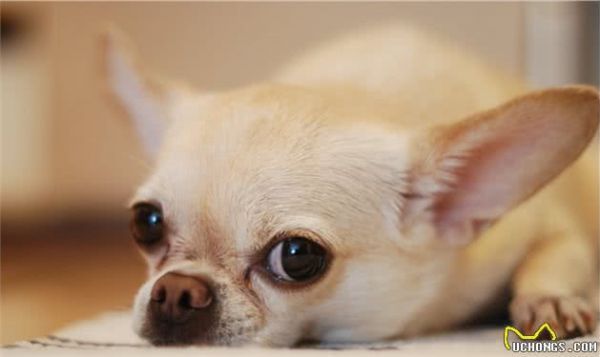 铲屎官养成“初阶课程”之「幼犬科学喂食指南」