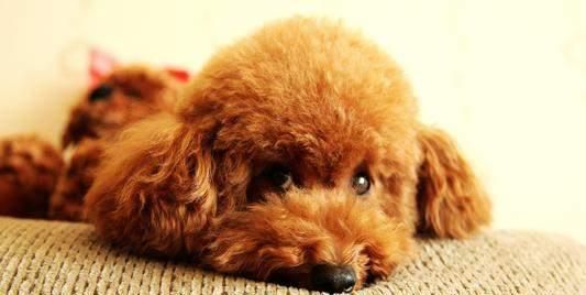 “泰迪拌饭，宠物美食新潮流？”