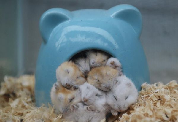 饲养仓鼠的注意事项有哪些?这篇文章给你答案!