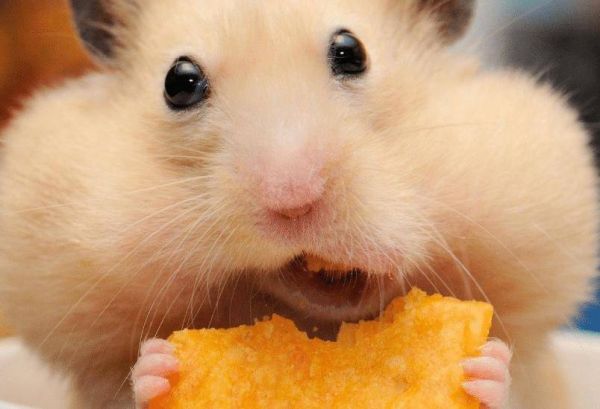 饲养仓鼠的注意事项有哪些?这篇文章给你答案!