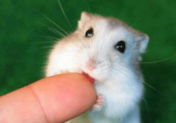 饲养仓鼠的注意事项有哪些?这篇文章给你答案!