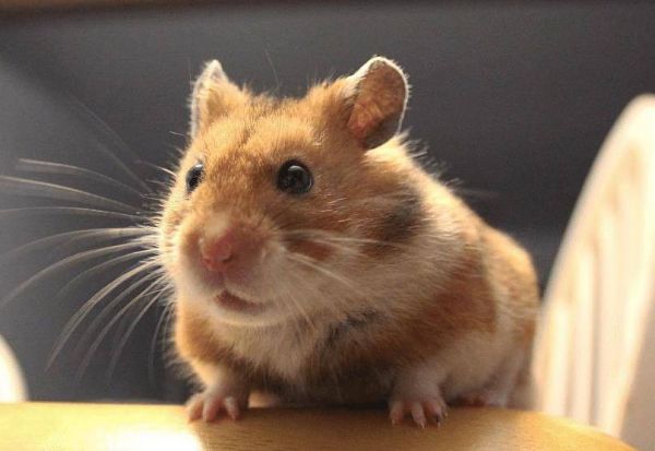 饲养仓鼠的注意事项有哪些?这篇文章给你答案!