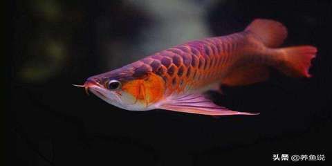 有没有小型的龙鱼品种有哪些：亚洲龙鱼与其他鱼类混养注意事项观赏鱼养殖注意事项