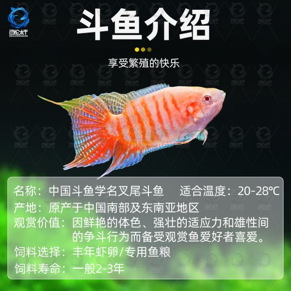百纶木千中国斗鱼观赏鱼冷水鱼小鱼淡水鱼缸宠物活鱼好养耐活金鱼 巨普+澳火+黄金+白兔各2条 共8条
