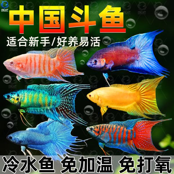 百纶木千中国斗鱼观赏鱼冷水鱼小鱼淡水鱼缸宠物活鱼好养耐活金鱼 巨普+澳火+黄金+白兔各2条 共8条