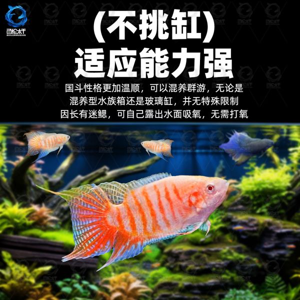 百纶木千中国斗鱼观赏鱼冷水鱼小鱼淡水鱼缸宠物活鱼好养耐活金鱼 巨普+澳火+黄金+白兔各2条 共8条