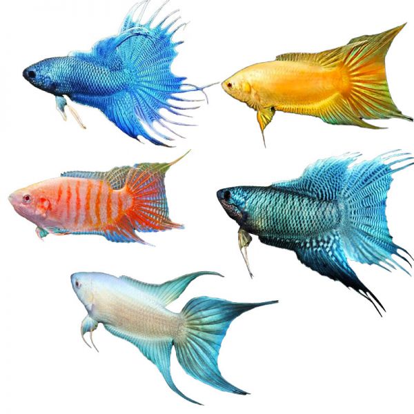 百纶木千中国斗鱼观赏鱼冷水鱼小鱼淡水鱼缸宠物活鱼好养耐活金鱼 巨普+澳火+黄金+白兔各2条 共8条