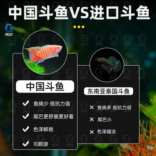 百纶木千中国斗鱼观赏鱼冷水鱼小鱼淡水鱼缸宠物活鱼好养耐活金鱼 巨普+澳火+黄金+白兔各2条 共8条