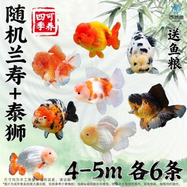 百纶木千兰寿金鱼小鱼观赏鱼淡水鱼锦鲤泰狮金鱼冷水鱼活体国粹蝶尾小金鱼 【精品随机】4-5cm 小兰寿+小泰狮 各6共12条送鱼粮 京东折扣/优惠券
