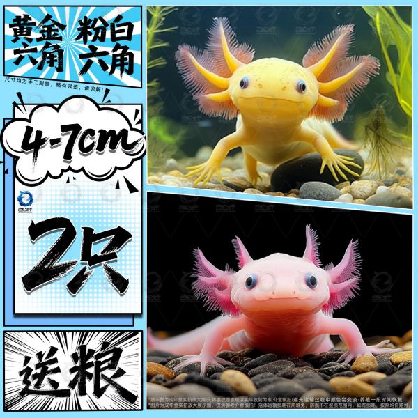 百纶木千六角恐龙鱼观赏鱼耐活鱼冷水鱼蝾螈活体六角龙小鱼网红淡水鱼观赏 4-7cm粉白+黄金六角共2只 送粮 京东折扣/优惠券