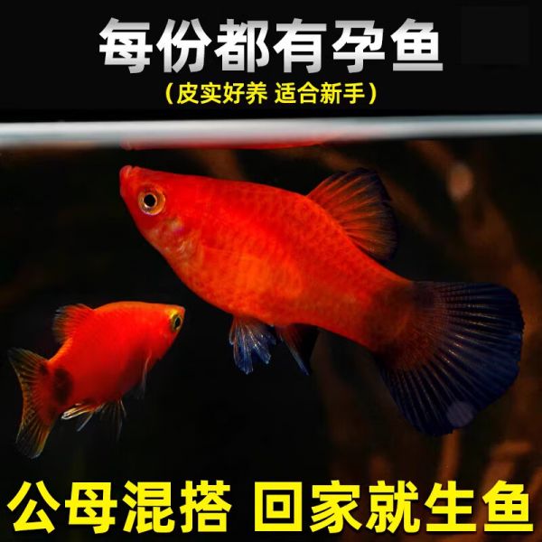 百纶木千米奇鱼观赏鱼 胎生鱼 新手推荐 好养活 小型鱼 运输包损包邮 大米奇10条（3cm左右）公母混搭 京东折扣/优惠券
