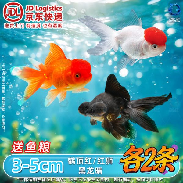 百纶木千金鱼观赏鱼【京东快递】不加温好养活狮子头活体冷水鱼招财鱼 【京东快递 送货上门】3-5cm招财三宝 各2条 京东折扣/优惠券