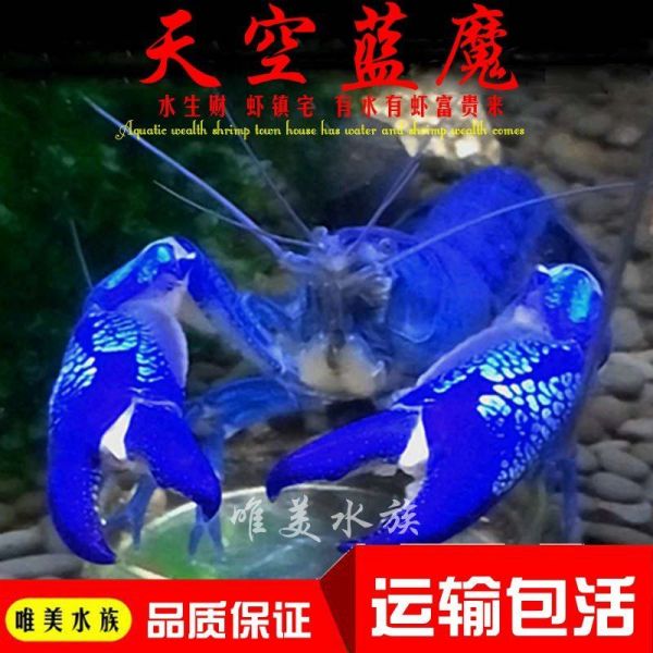 御趣鳌虾观赏虾淡水龙虾宠物鱼缸清洁火山破坏者天空蓝魔虾青花瓷螯虾 天空蓝魔虾 7-7.5cm 京东折扣/优惠券