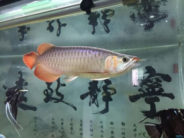 济南龙鱼批发市场（济南龙鱼批发市场1.龙鱼批发|观赏鱼批发视频） 行业新闻 第3张