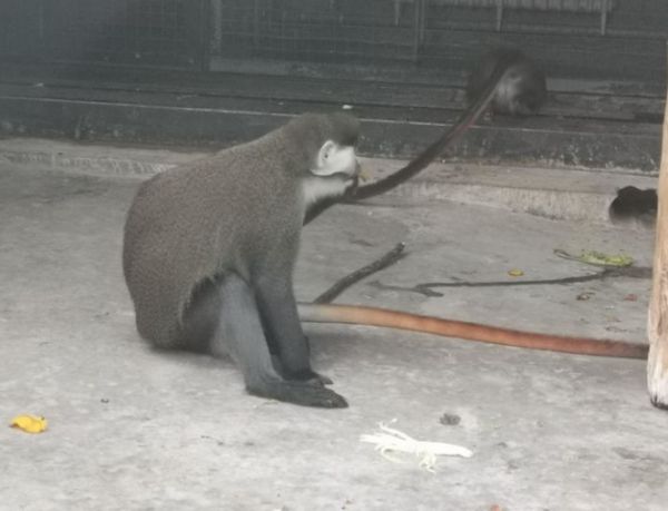 动物园常见的红尾长尾猴，基本信息了解一下吧！