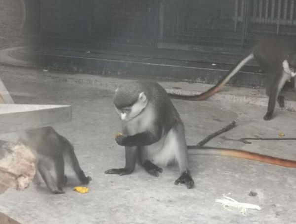 动物园常见的红尾长尾猴，基本信息了解一下吧！