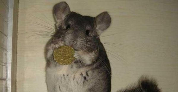 粉白龙猫的饲养指南（打造健康快乐的宠物生活）