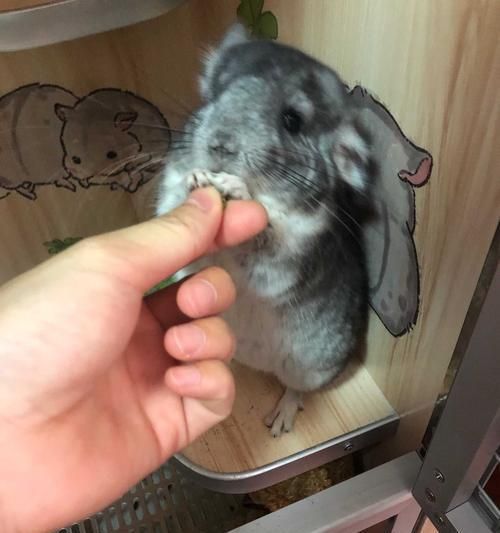 粉白龙猫的饲养指南（打造健康快乐的宠物生活）