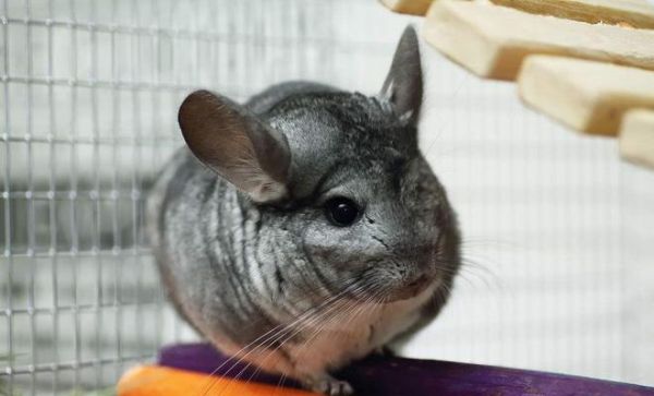 粉白龙猫的饲养指南（打造健康快乐的宠物生活）