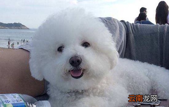 狗狗洗澡是否要用沐浴露？学问大着呢