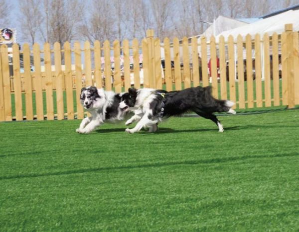 　　图为宠物狗在寄养机构的户外空间奔跑嬉戏。