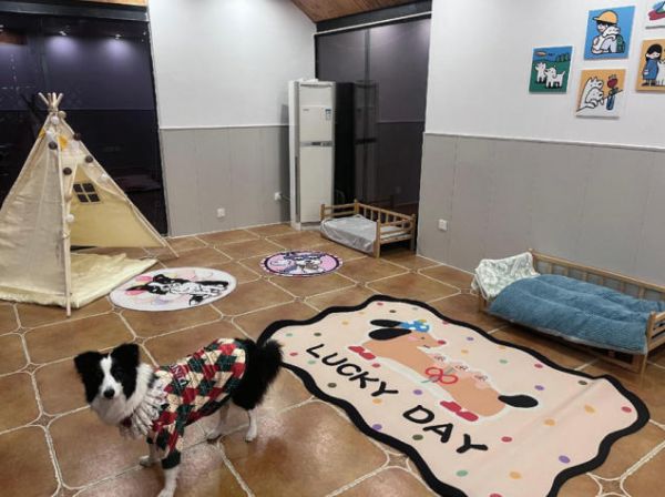 　　图为宠物狗在寄养房间里活动。