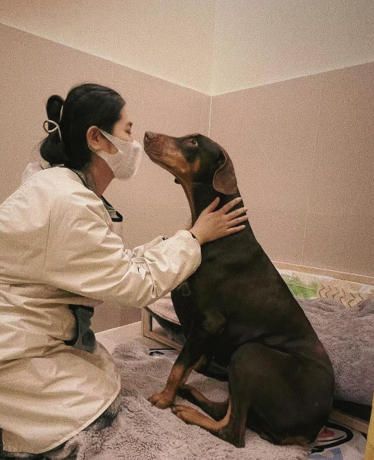 　　图为寄养机构护理人员在照顾宠物狗。