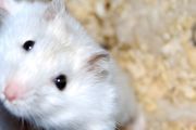 家里养的仓鼠吃什么