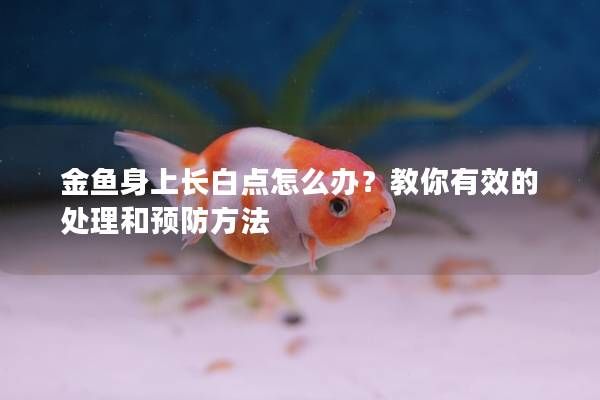 金鱼身上长白点怎么办?教你有效的处理和预防方法