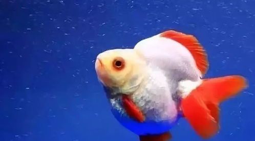 金鱼白斑病的根治之道：宠物健康秘籍！