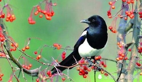 喜鹊能活多久呀？