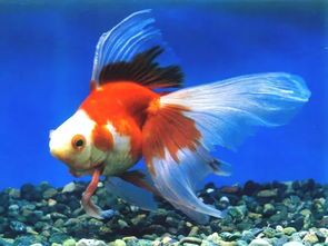 “金鱼健康自查:快速识别病症”