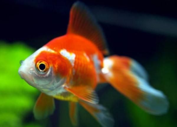 “金鱼健康自查:快速识别病症”